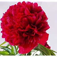Los mejores  - Red Charm Peonia (3raices)